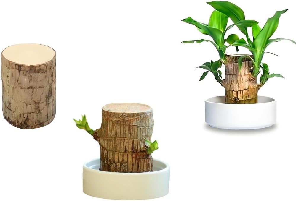 Brazilian Wood Plant