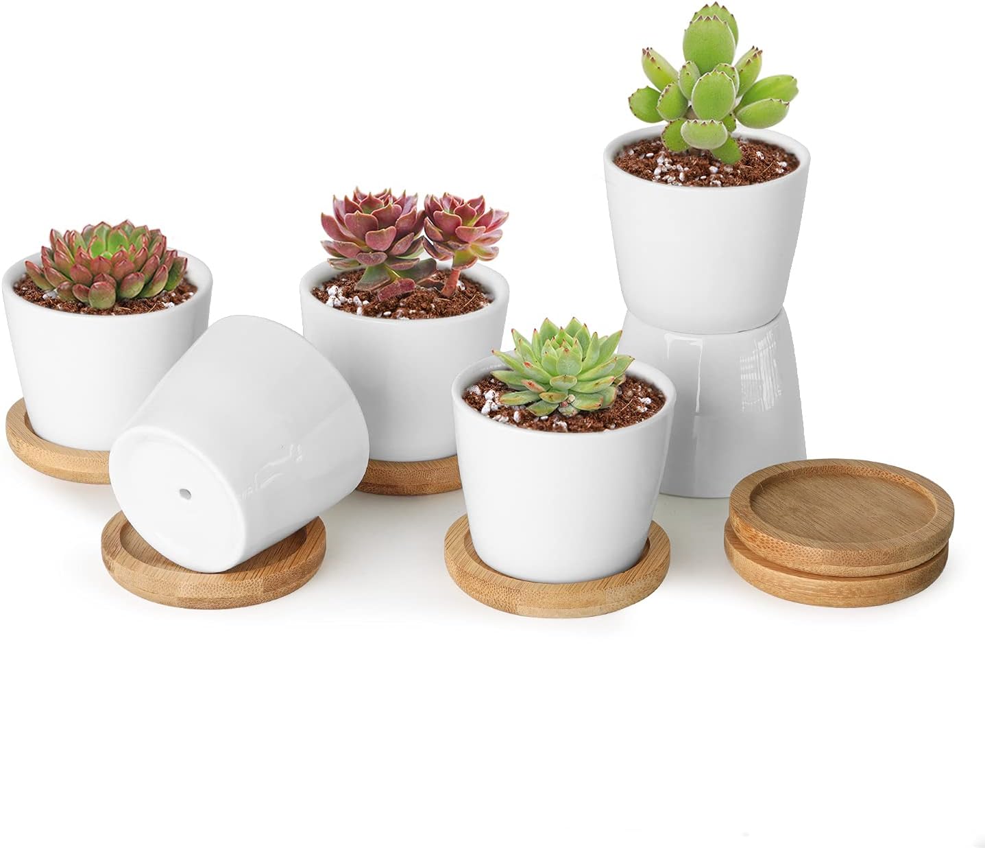 T4U 2.5 Inch Mini White Succulent Planter Pots with Bamboo Tray Round Set of 6