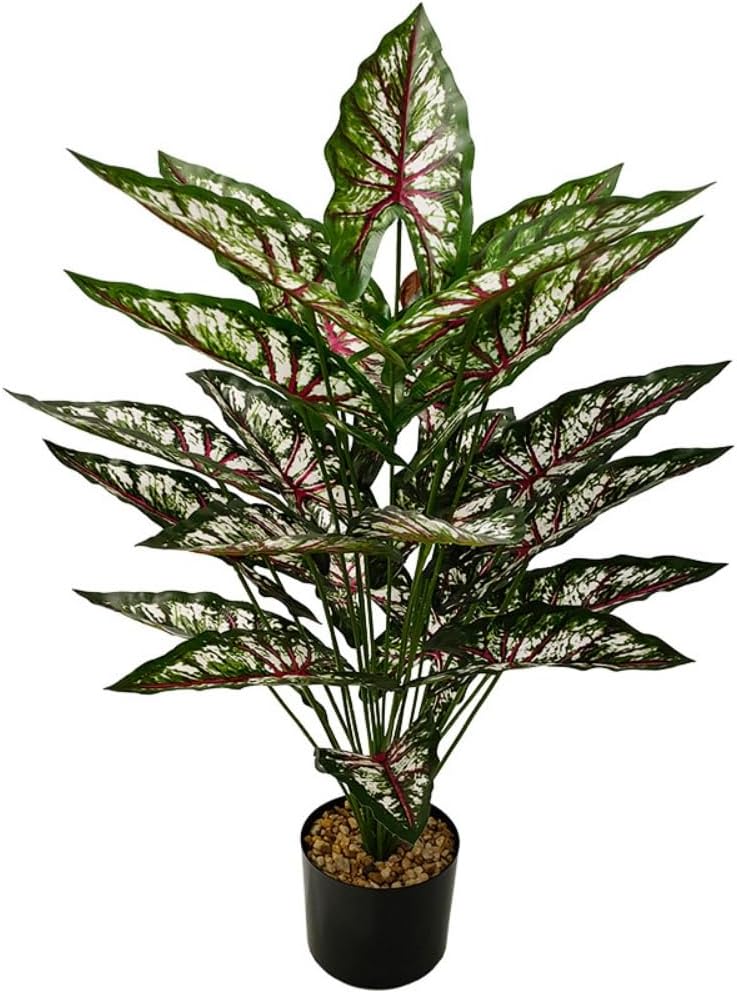 Aglaonema Plant with Variegated Green and Red Leaves