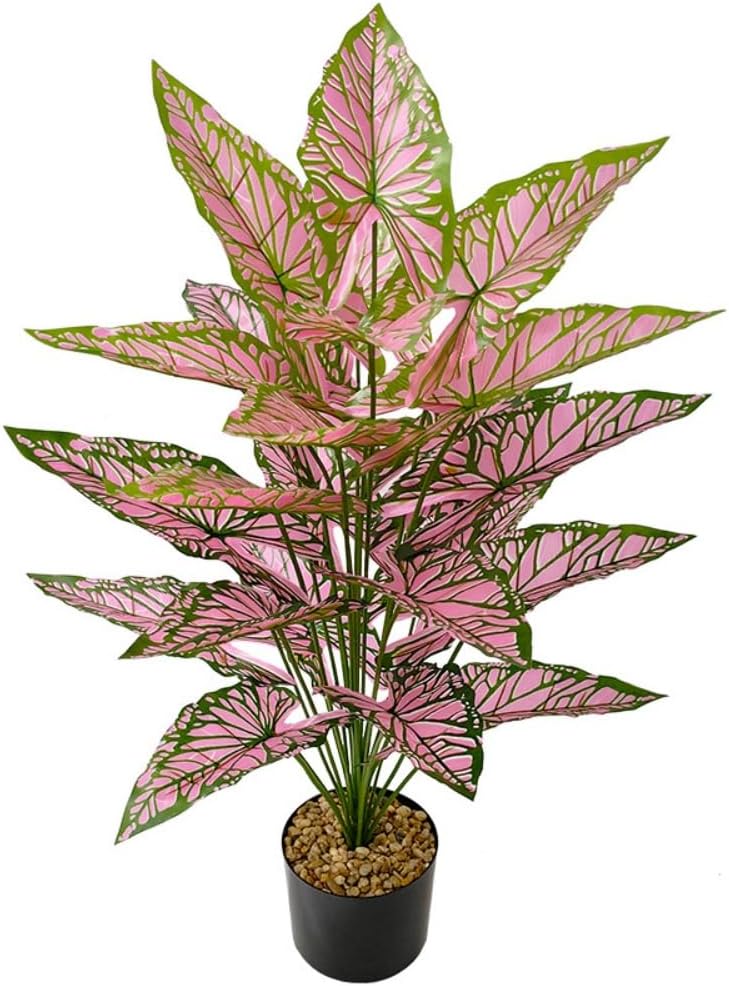 Aglaonema Plant with Variegated Green and Red Leaves