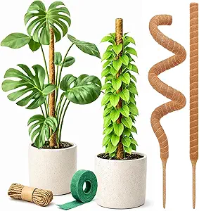 Moss Pole Monstera Plant Support