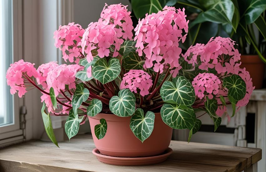 How to Grow and Care for the Syngonium Confetti Plant Indoors