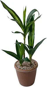 Artificial Lucky Bamboo Decor