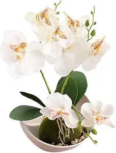 White Orchid Vase Decor