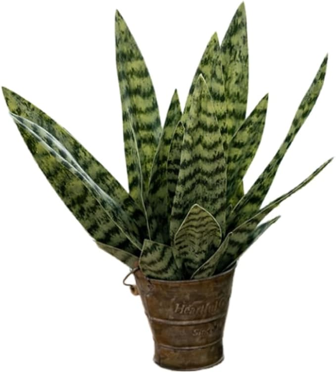 Mini Snake Plant Set