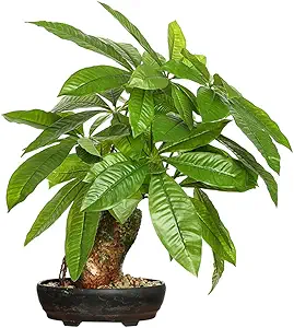 16 Inch Fake Money Tree