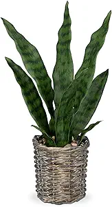Snake Plant Basket Decor