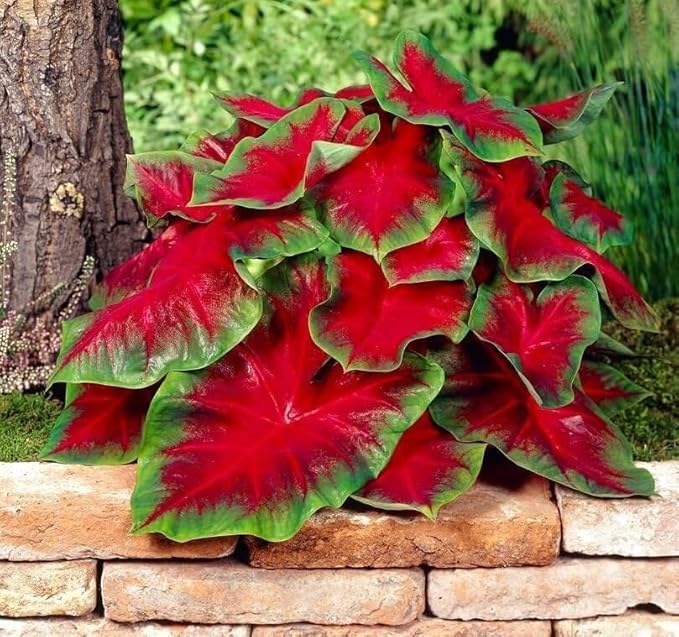 Florida Cardinal Caladium Bulbs for Planting