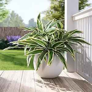 Artificial Dracaena Stem Set
