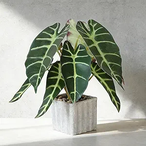 Alocasia Cement Pot Plant