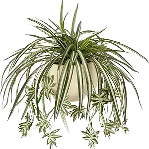 Artificial Spider Plant Set