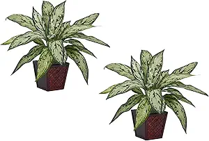 Silver Queen Silk Plant Set