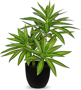 Artificial Dracaena Desk Plant