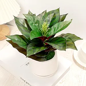 Calathea Desk Plant Decor
