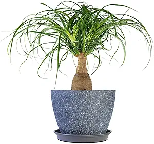 Ponytail Palm Indoor Houseplant