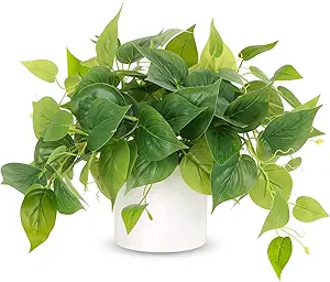 Pothos Ceramic Pot Decor