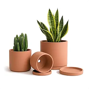 D'vine Dev Terracotta Pots for Plants