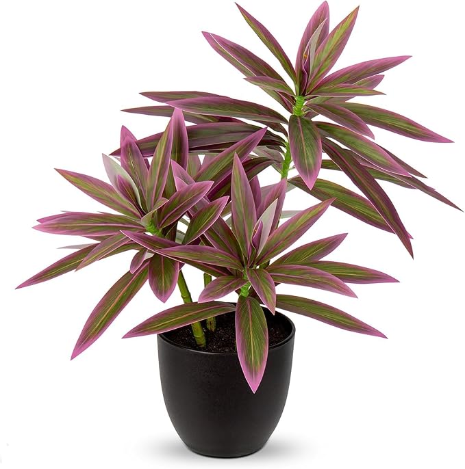 Pink Dracaena Desk Plant