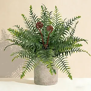 Boston Fern Indoor Plant