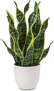 White Snake Plant Decor