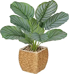 Calathea Rattan Basket Plant
