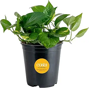 Golden Pothos Live Plant
