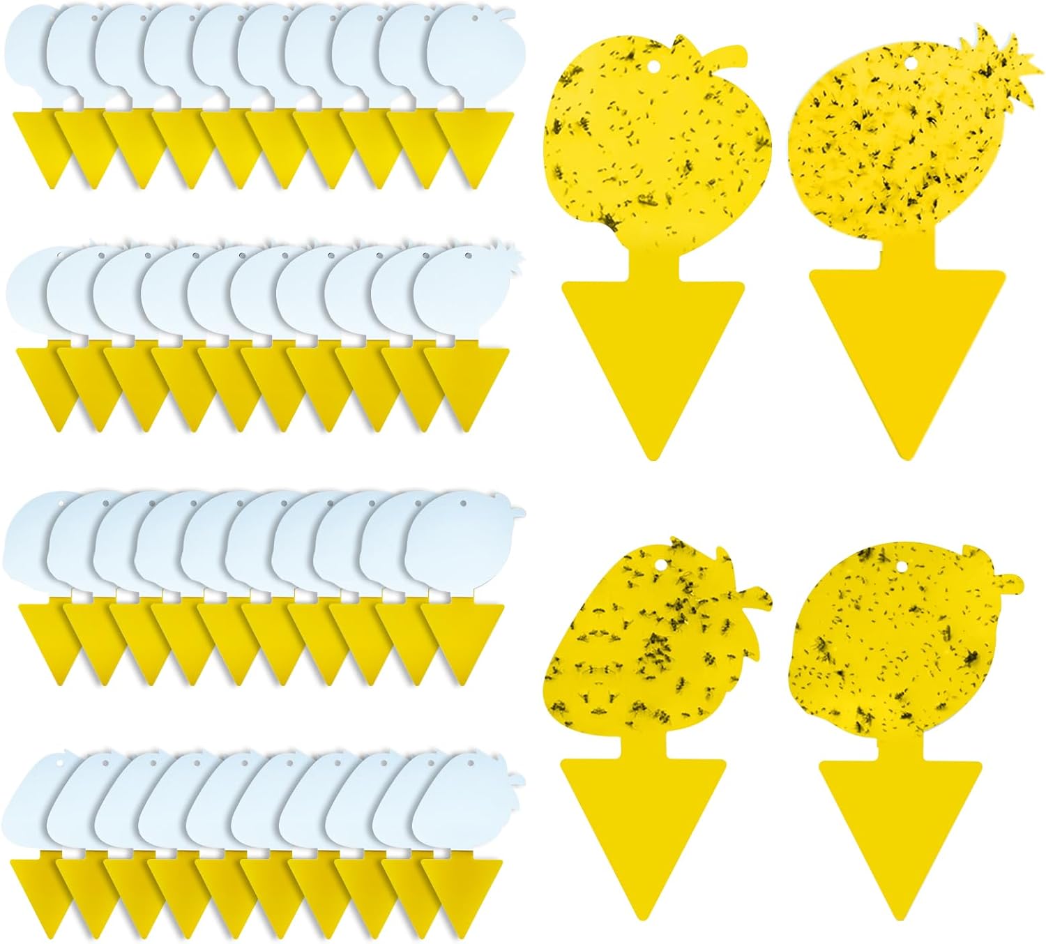 Fruit Fly Trap & Fungus Gnat Traps 40 Pack