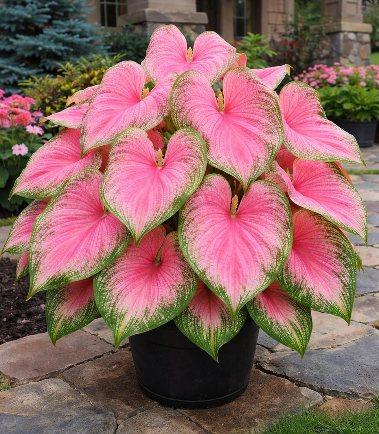 Pink Princess Caladium Bulbs for Planting