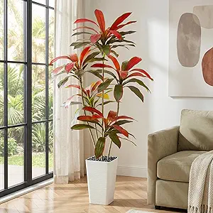 Red Dracaena Floor Plant
