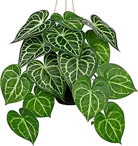 Hanging Syngonium Plant Decor