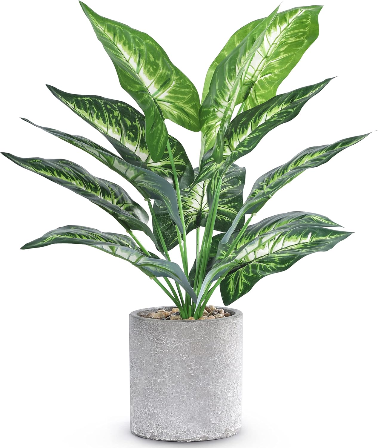 Small Tropical Desk Plant