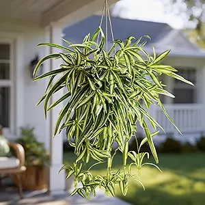 Hanging Spider Plant Set