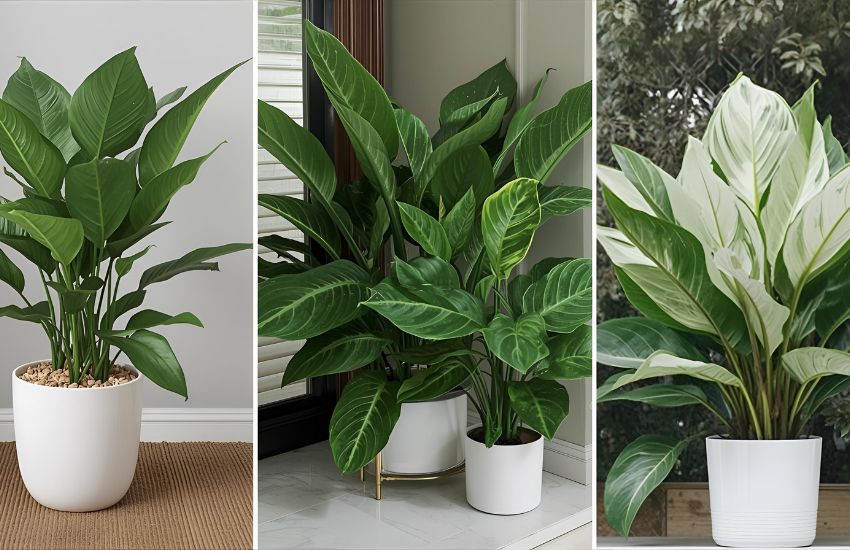 Popular Types of Dieffenbachia to Grow as Stunning Houseplants