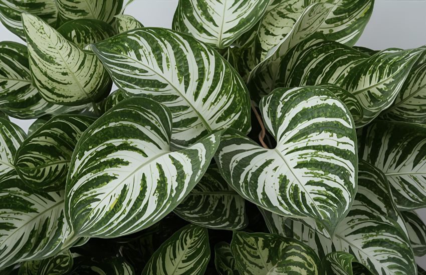Why Dieffenbachia Tropic Snow plant  - XL Is a Popular Indoor Houseplant