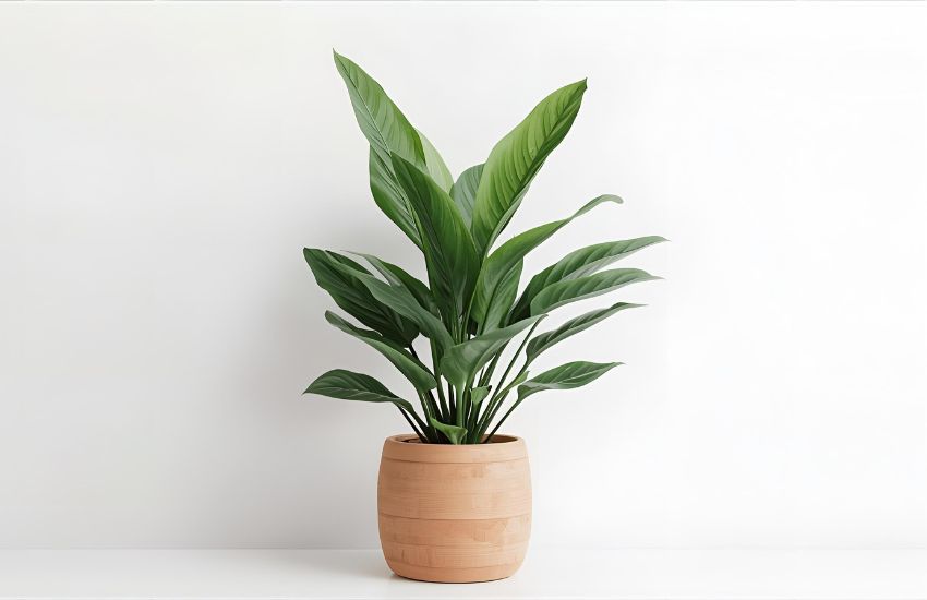 Dieffenbachia Care Tips: Potting, Pruning, Propagation, and Pest Control