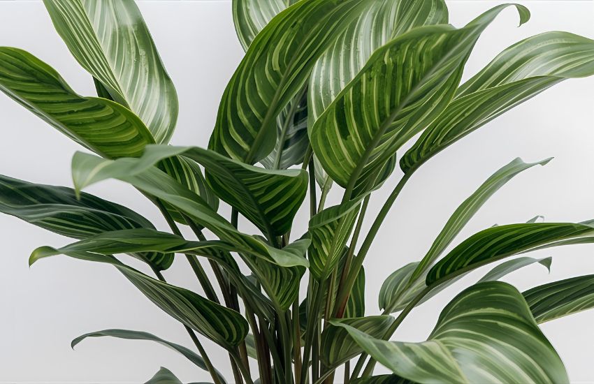 Ideal Soil, Water, and Maintenance Mix for a Thriving Dracaena Coffee Plant