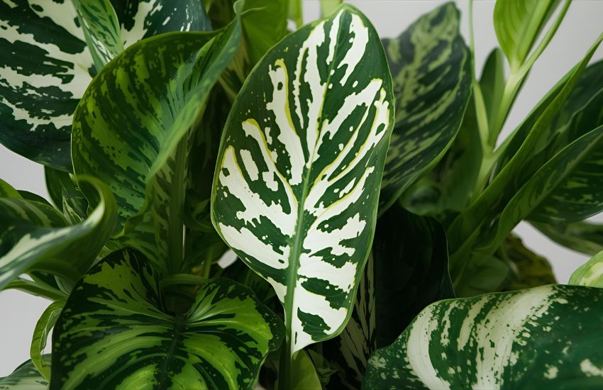 Dieffenbachia Cheetah Plant XL: Appearance, Growth Habits, and Toxicity Facts