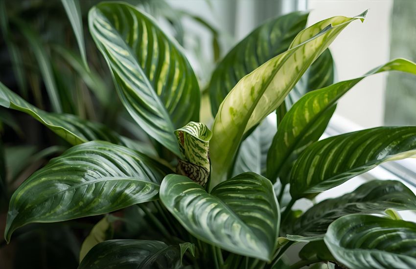 Dieffenbachia Plant Care Guide for Thriving Dumb Cane Houseplant Indoors