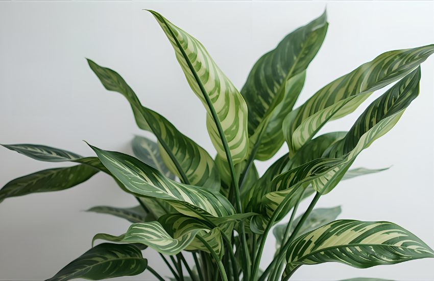 Popular Types of Dieffenbachia to Grow as Stunning Houseplants