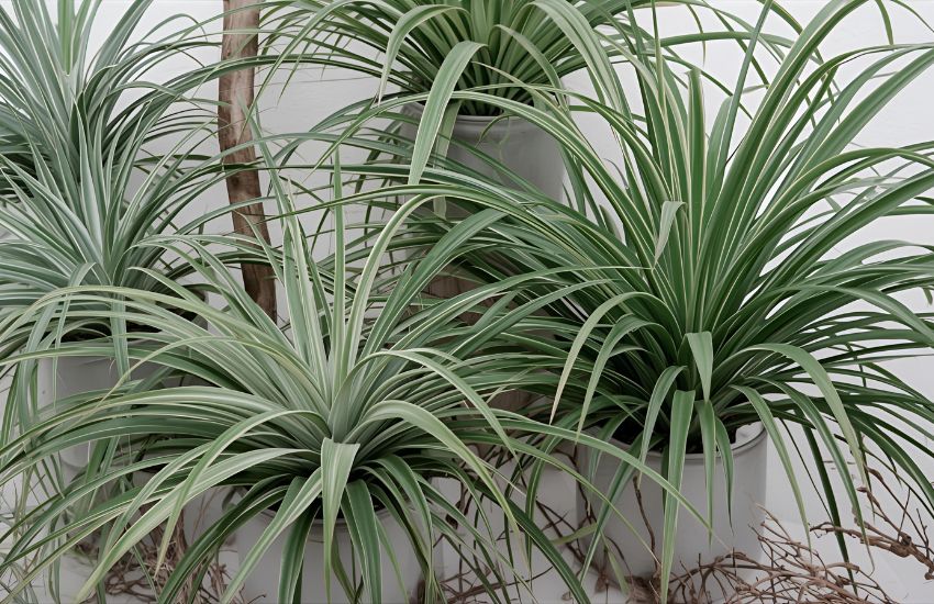 How to Grow Air Plants: Water, Fertilizer, and Care Tips