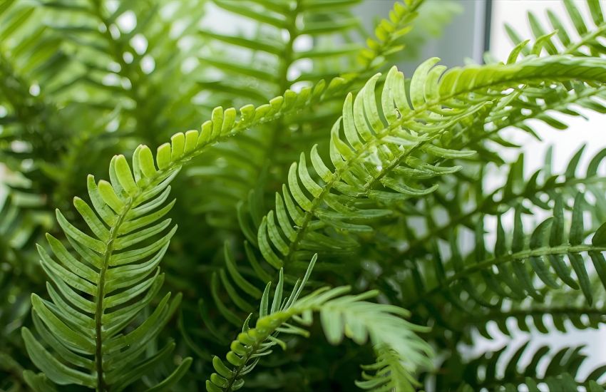 Best Boston Fern Care Tips for Growing Indoors Successfully