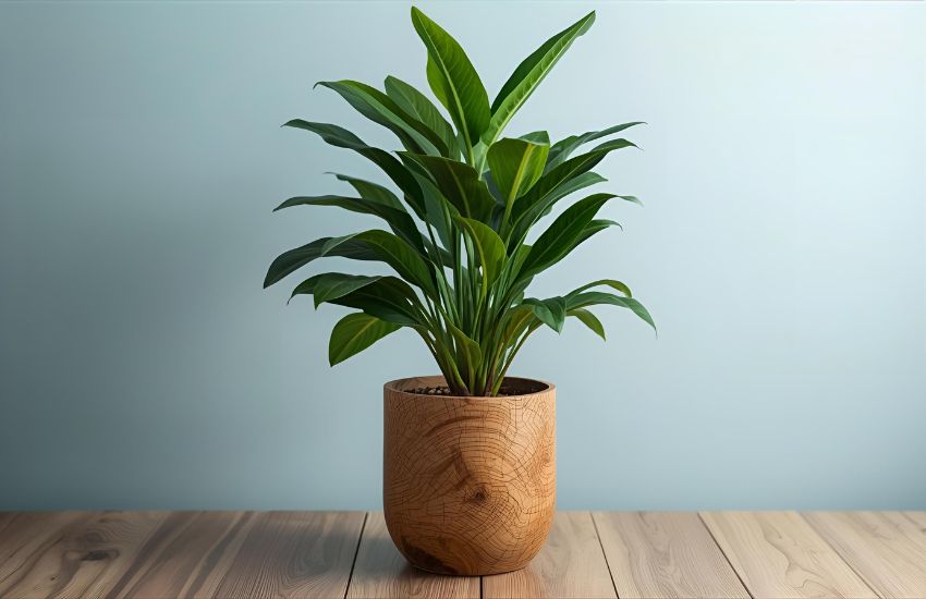 How to Grow a Brazilian Lucky Wood Plant Indoors with Care