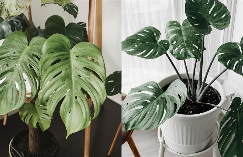 How Monstera Broken Heart Plant Improves Air Quality, Aesthetic Appeal, and Emotional Healing