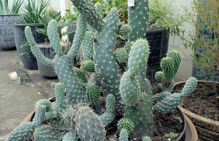Why Your Cactus Plant – Elongated and Pale Green – Needs More Light