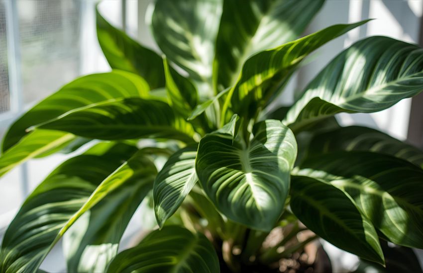 Calathea Burle Marxii Plant Care Tips for Fishbone Prayer Plant