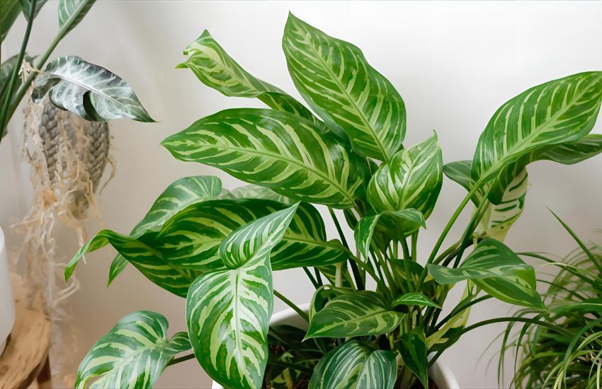 Calathea Burle Marxii Plant: Complete Care Guide for the Fishbone Prayer Plant Indoors