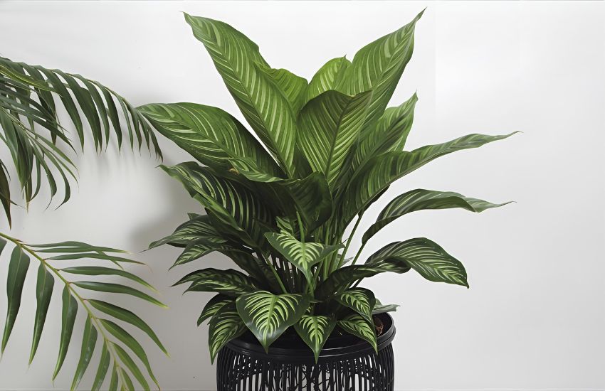 How to Repot, Prune, and Maintain a Healthy Calathea Orbifolia - Medium