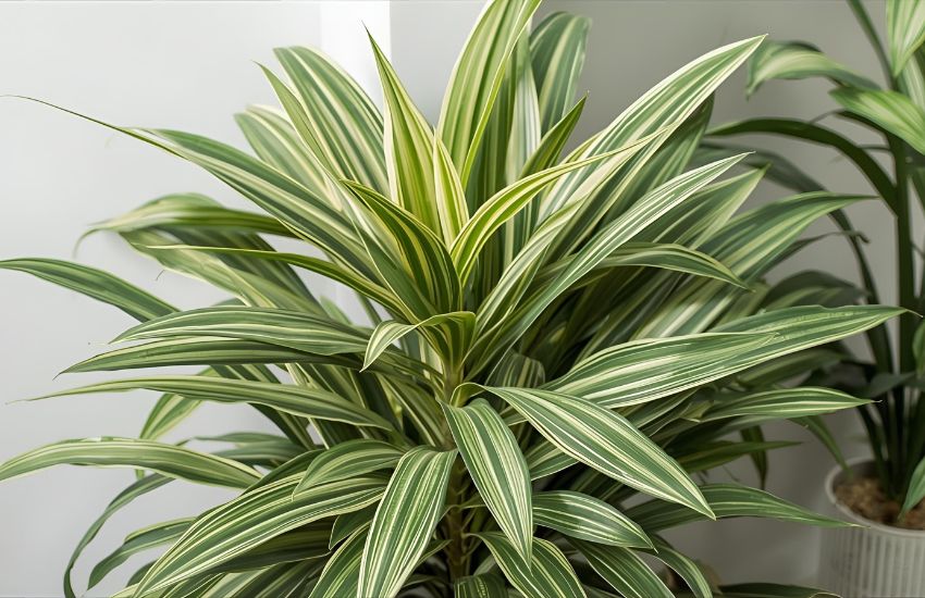 Calathea Ornata Care: How to Grow a Healthy Calathea Pinstripe Plant