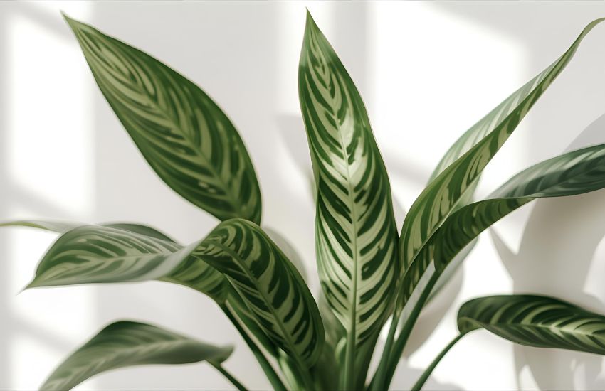 How to Repot and Fertilize Calatheas for Healthy Houseplants