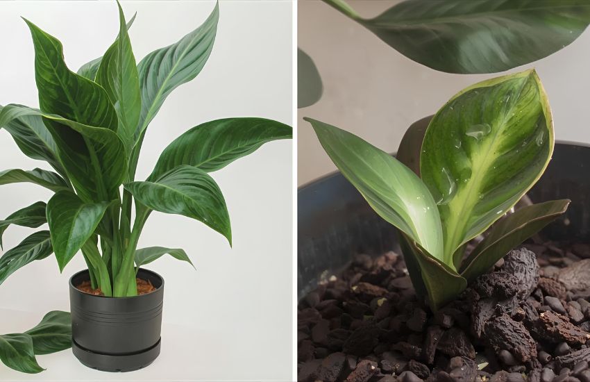 Calathea Rufibarba Care Made Simple: Nurturing the Velvet Prayer Plant with Confidence